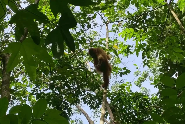 Tour Medan Danau Toba Bukit Lawang 7D6N Paket Terlengkap